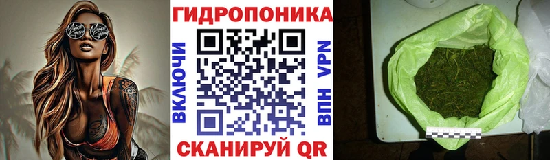 где найти   Калининск  Шишки марихуана планчик 